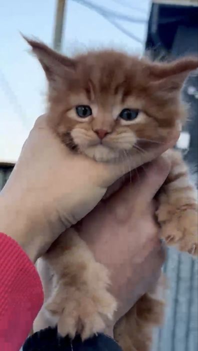 Роскошные котята мейн-кун