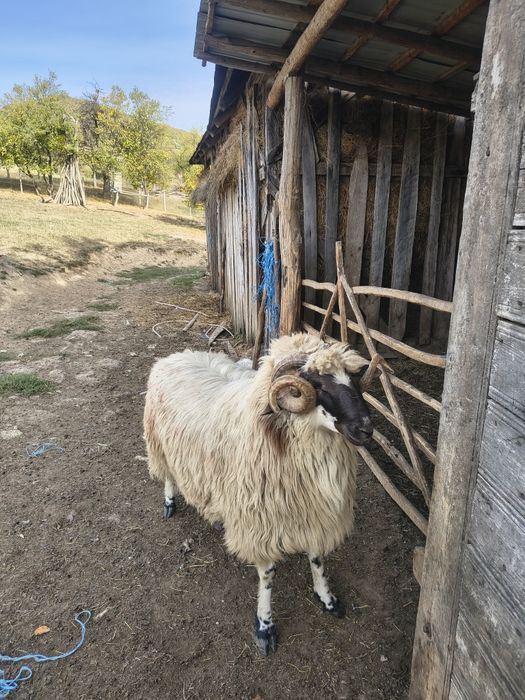 Vând berbeci și berbecuți