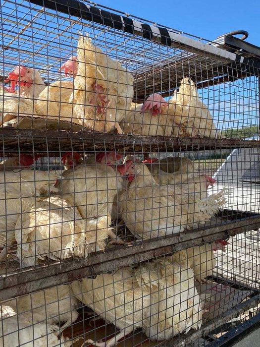 Куры несушки Белые