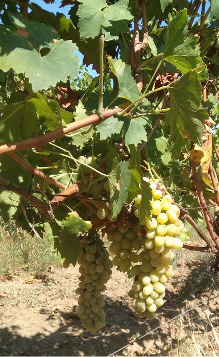 Продава се Къща в Кричим - 300 кв.м за 584 €/кв.м - Снимка #22