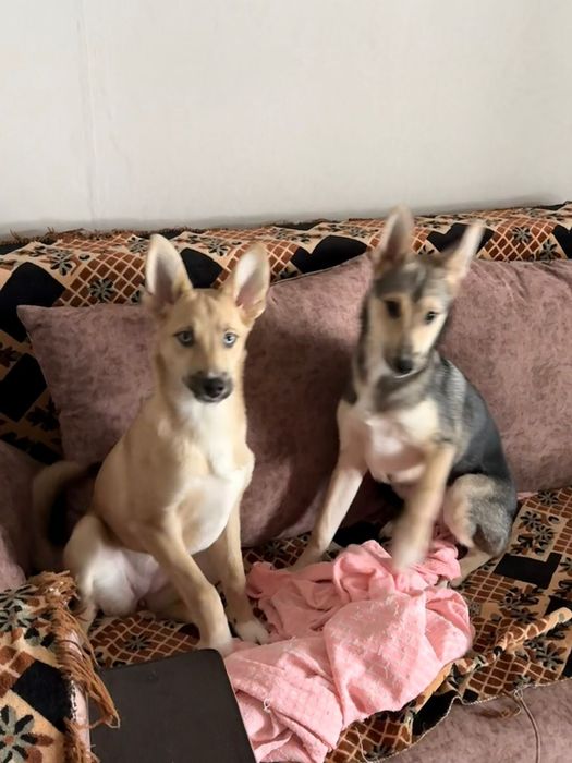 Отдам щенят 2 девочки