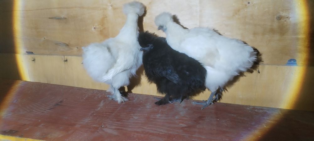 Кохинхин карликовй