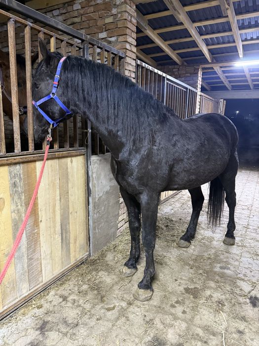 Продам жеребя тай