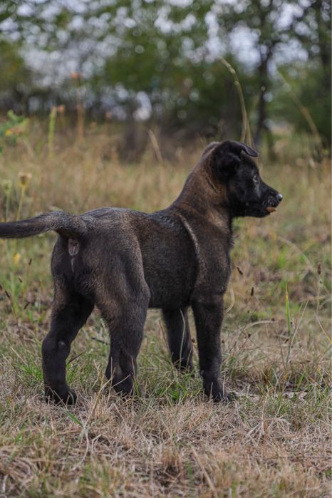Mascul Belgian Malinois
