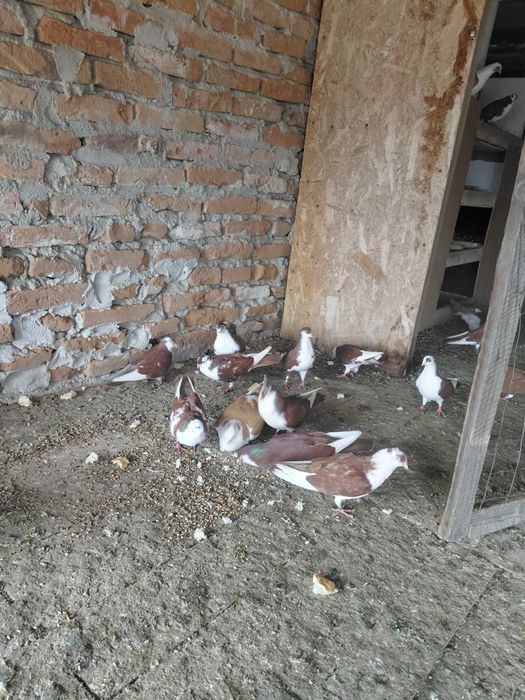 Porumbei galateni cu joc foarte bun