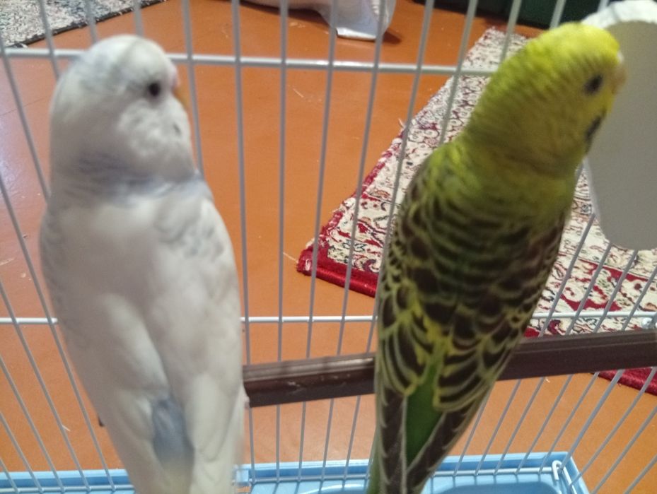Продам попугаев срочно