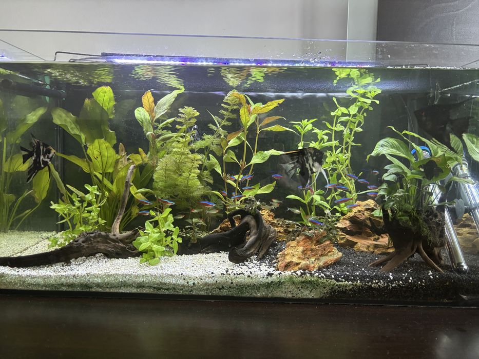 Acvariu 112 l plus accesorii si pesti