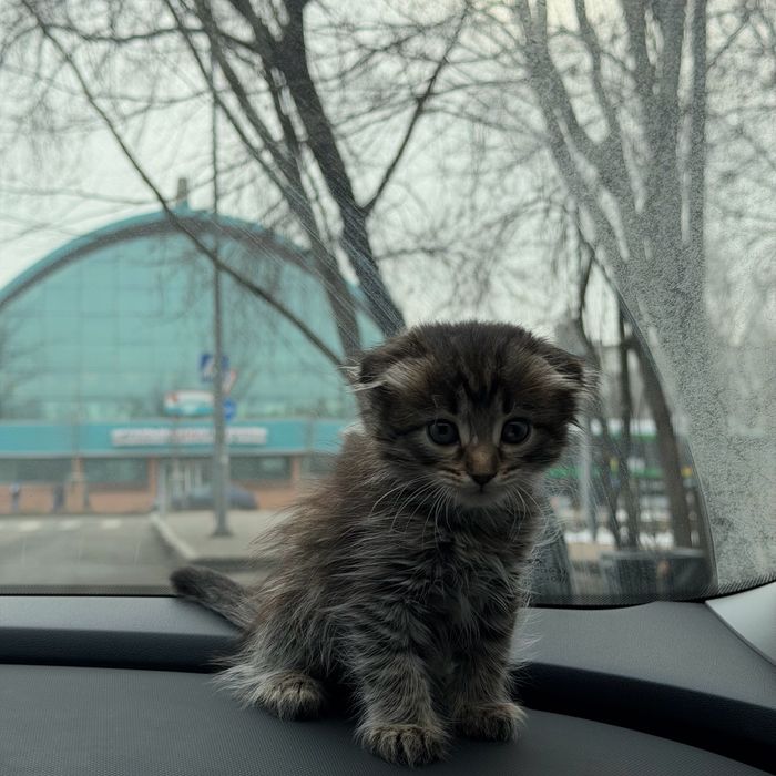 Шотландская вислоухая котёнок