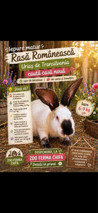 Mii de Flori , Sebright Auriu și Iepuri de rasă