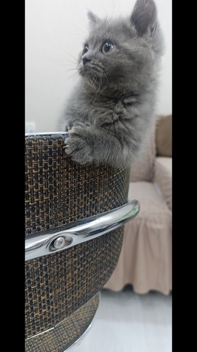 Чистокровный британец