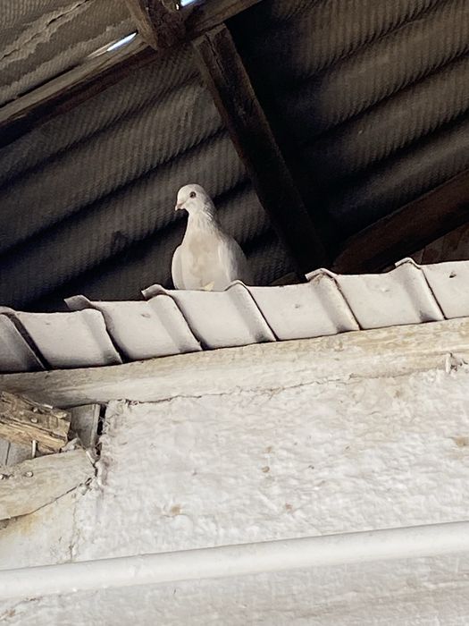 Птицы одна пара  продается