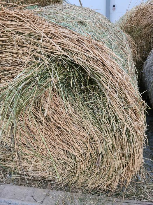 Vand baloti rotunzi de lucerna