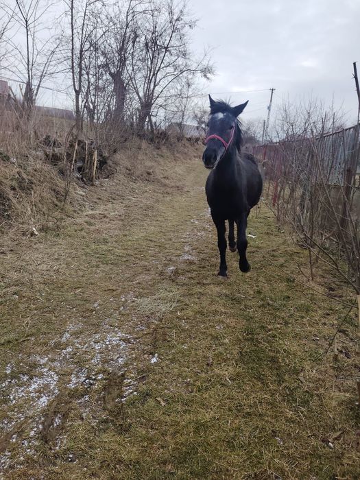 De vânzare mânză de 3 ani ne învățată ham  preț 8 mi de lei