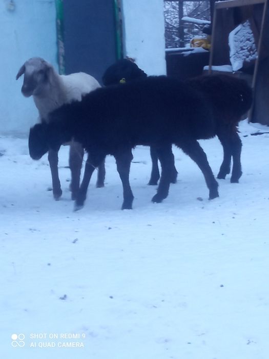 Семіз қойлар,тұқымдысы да бар