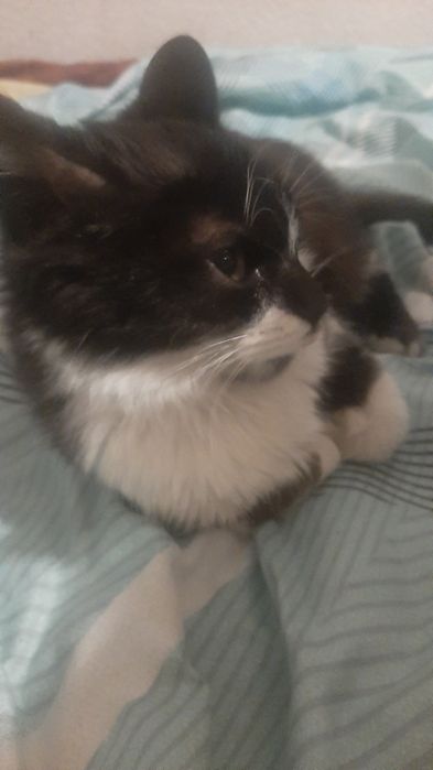 Серый кот чёрная кошка