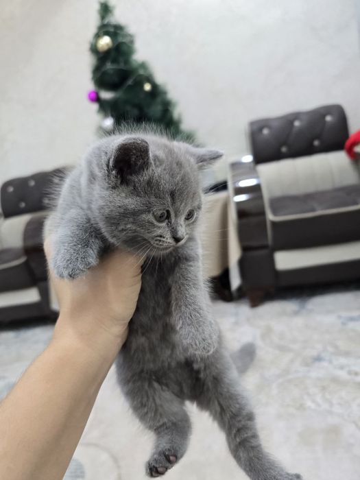 Продаётся кошки Выслоуха