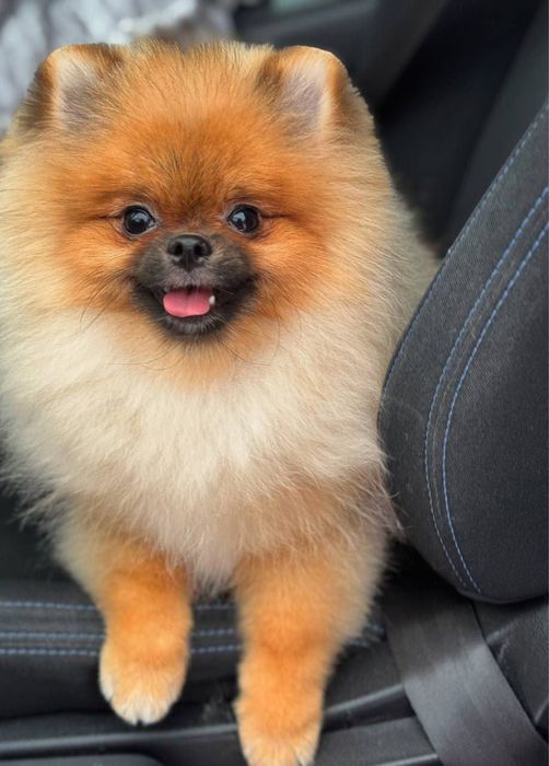 Продам девочку шпиц срочно