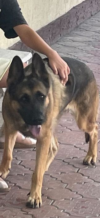 Отдам немецкую овчарку в хорошие руки