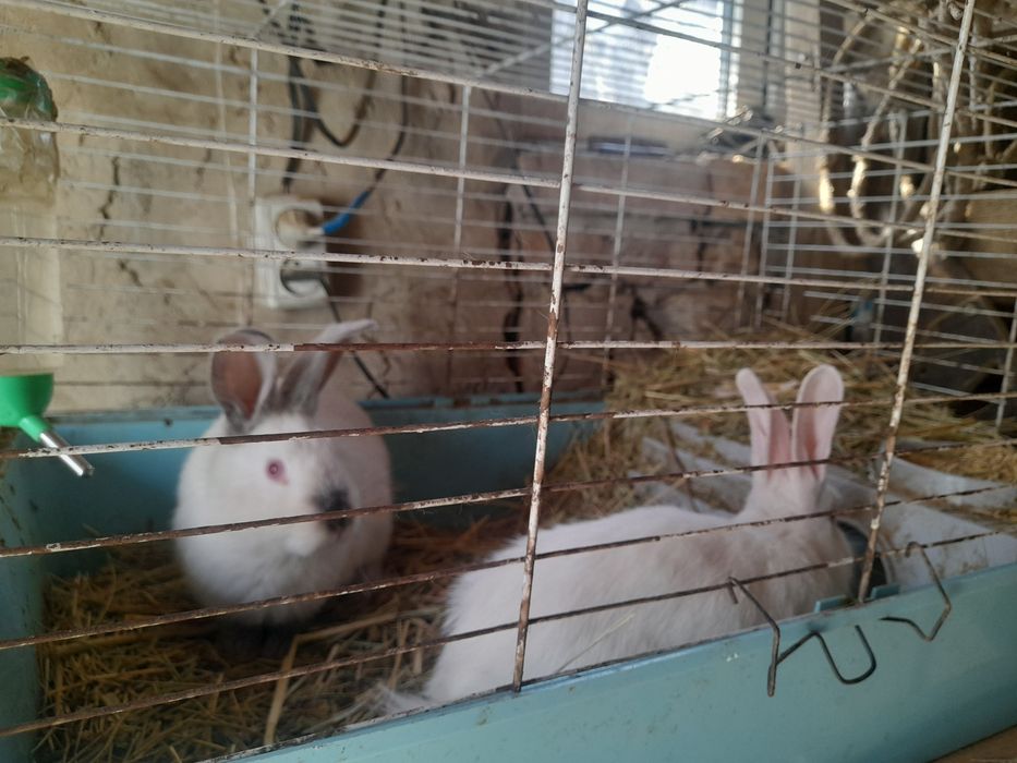 Кролики порода: фландер