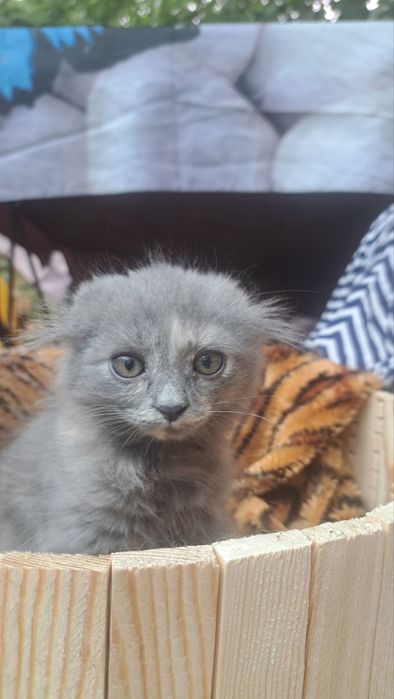 Продаются котята  вислоухие шотландскией скотиш фолд