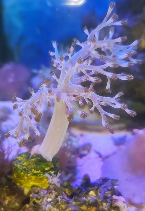 Морские кораллы и хетаморфа.