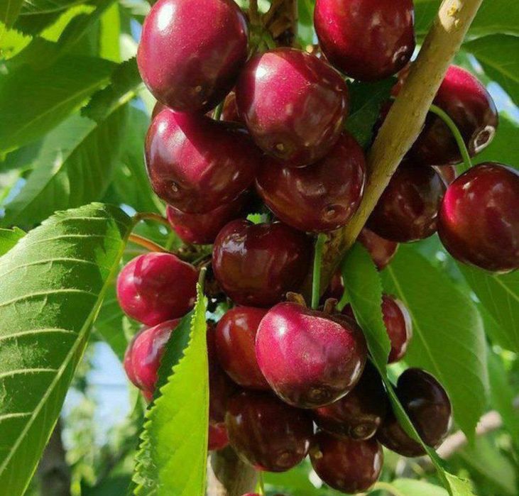 Урик олма гилос шофтоли нок барча турдаги мевали кучатлар бор