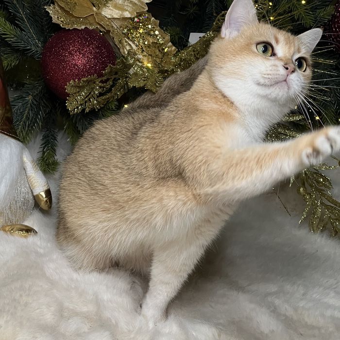 Продается девочка NY12