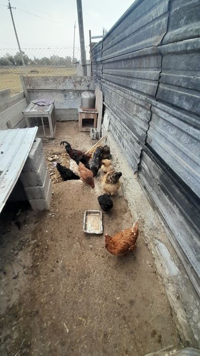 Қораз бен тауықтар сатылады