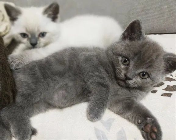 Шотландские малыши