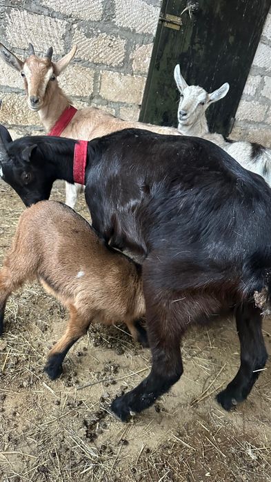 1 ші туып тұрған алпий шыбыш