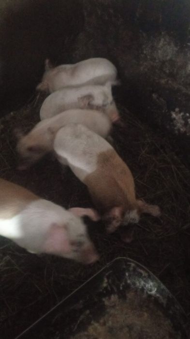 Продам поросят.!