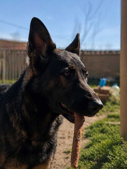 Сивак мъжки(работна немска овчарка)
