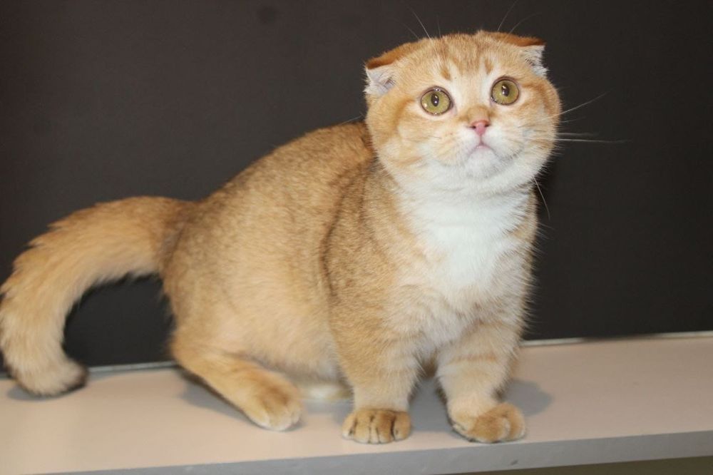 Манчкин котенок 6 месяцев