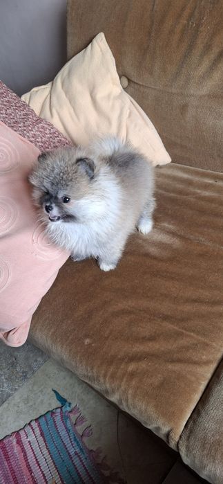 Мини  Померанчее