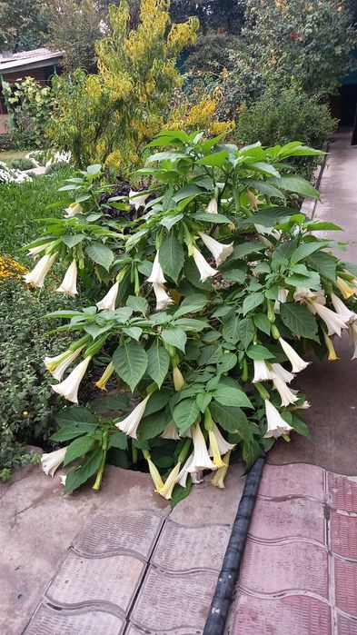 Цветы от 3000 тг до 50000тг