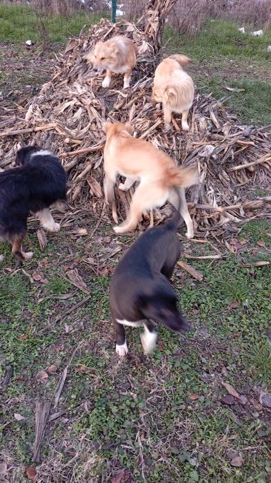 Câini crescuți la țară