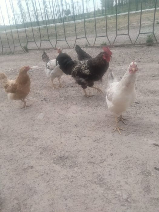 Satiladigan jaydari damashni tauiqlar bor
