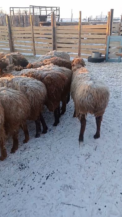 Продам костратов с откорма