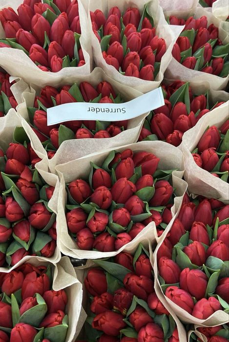 Продаем свежие тюльпаны оптом и в розницу