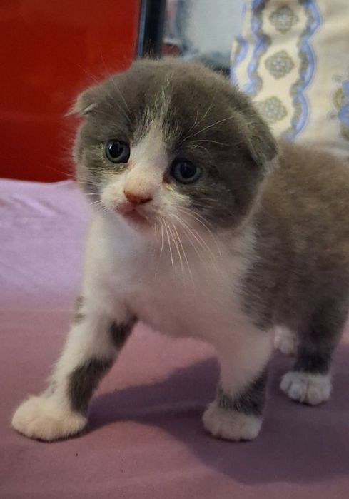 Скотиш  форд  1,5 месяцев.