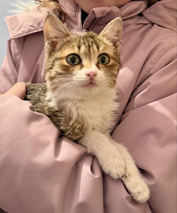 Очень ласковый котенок