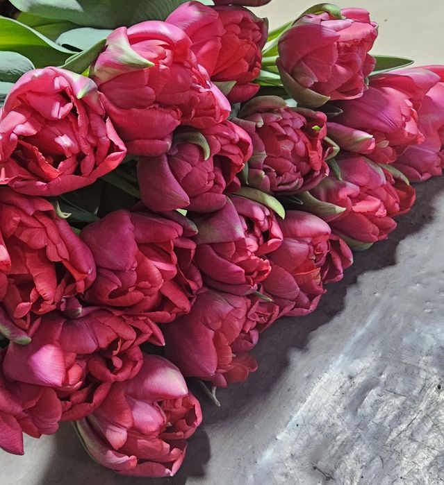 Тюльпаны только оптом