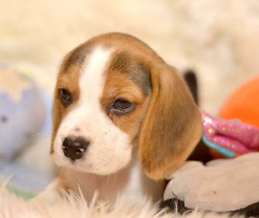 Pui Beagle tricolor din parinti cu pedigree