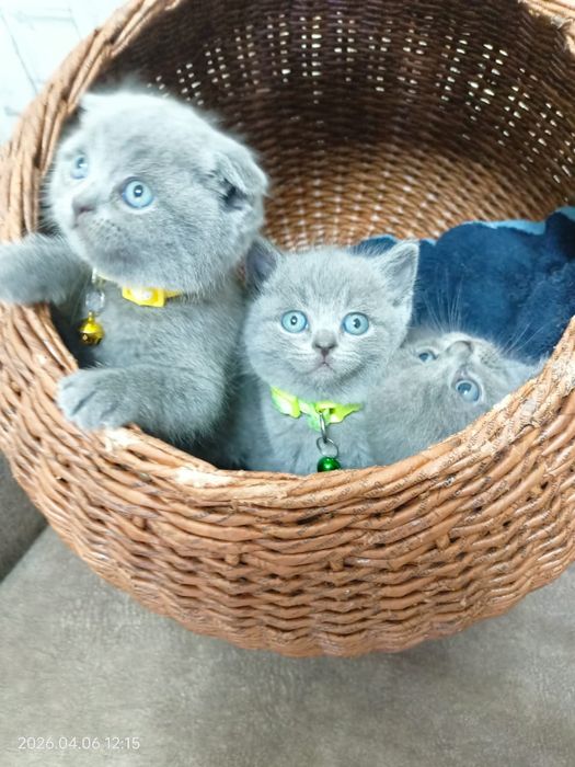 Продаются котята