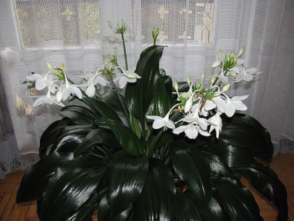 Лилия амазонская