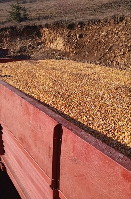 Vând porumb………..