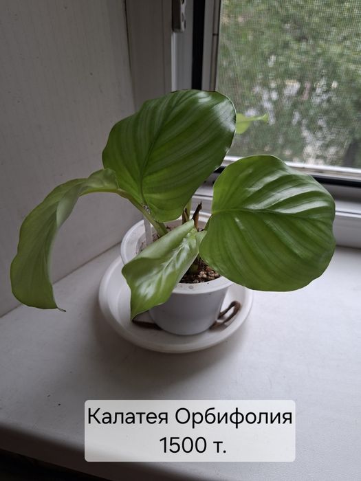 Продаю цветы разные