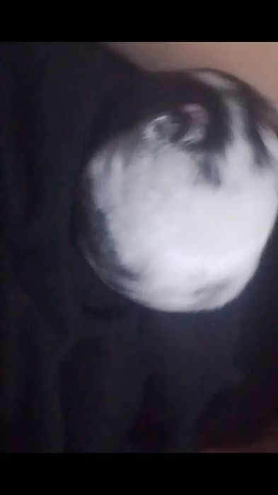 продам хомякаааа