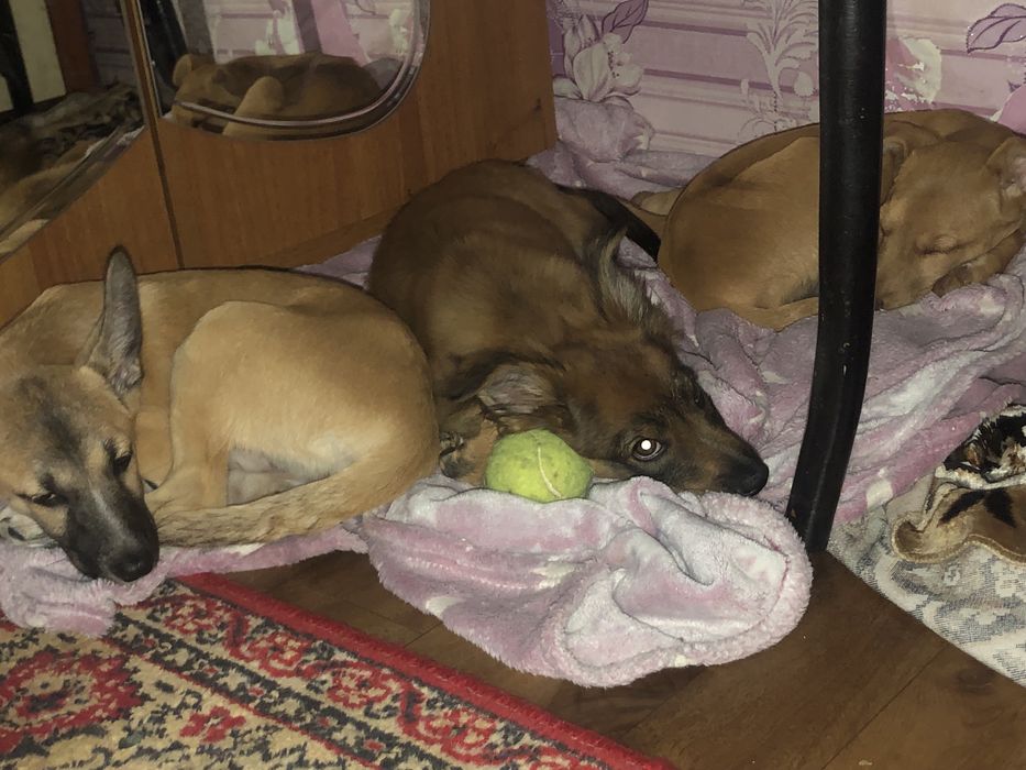 Отдам щенков в хорошие руки