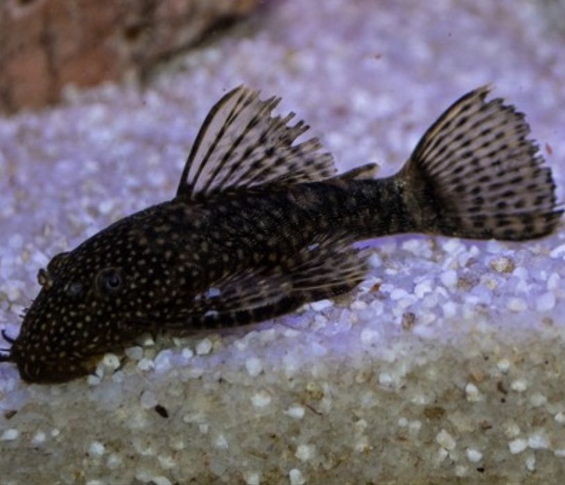 Аквариум с рыбками